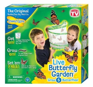 butterfly garden insect lore amazon